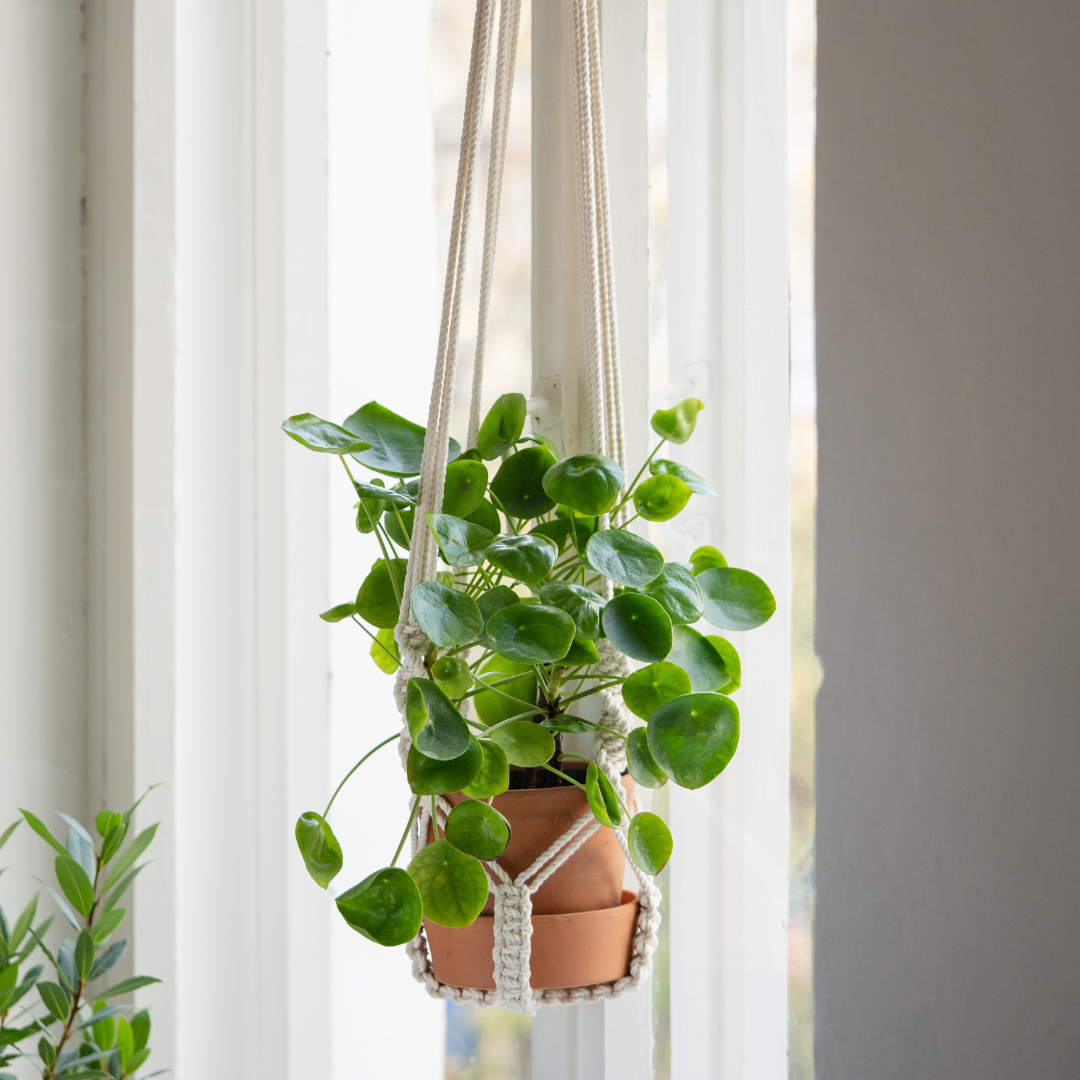 Plant & Knots – Makramee Workshop