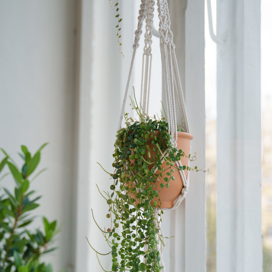 Plant & Knots – Makramee Workshop