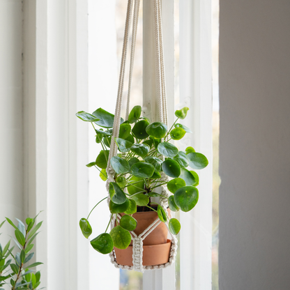 Plant & Knots – Makramee Workshop