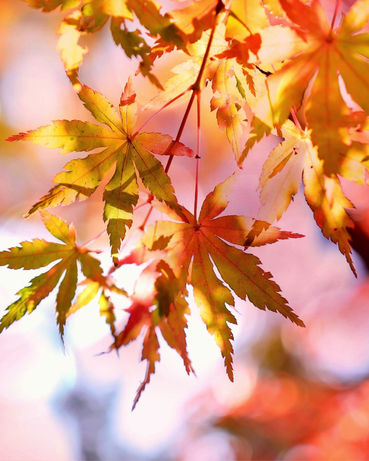 Herbstliches Türschild bemalen